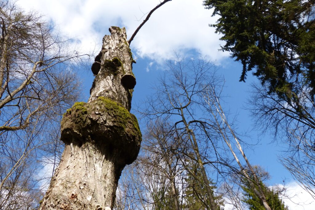 Puszcza Białowieska — martwe drzewo z hubami