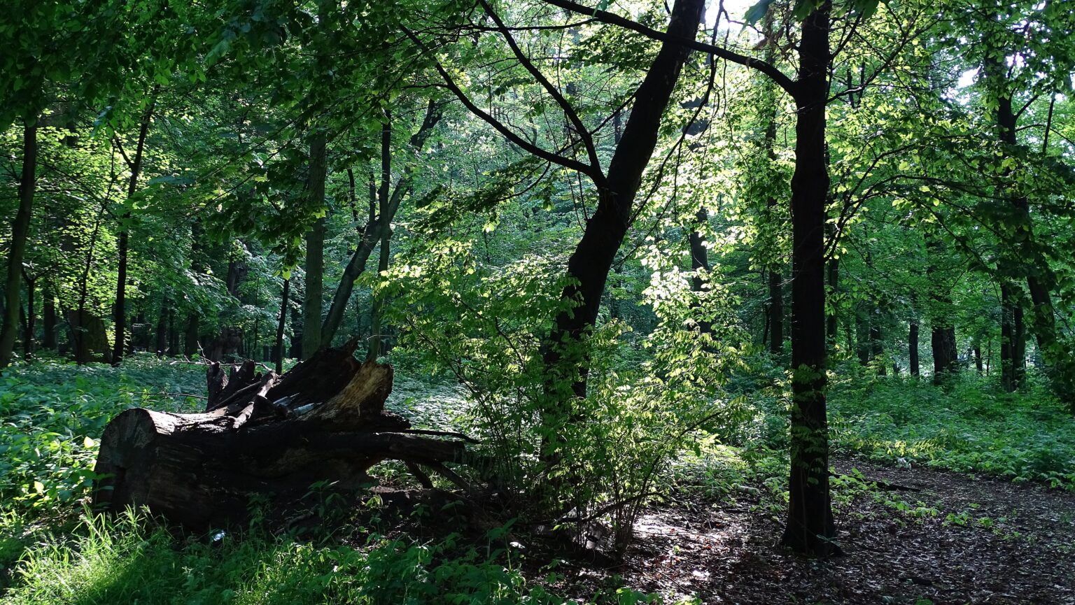 Naturalna część mikołowskich Plant latem; kampanie Google Ads i Meta Ads dla firm z Mikołowa